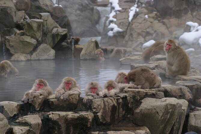 Snow Monkey Park & Miso Production Day Tour from Nagano - The hike reality: winter boots, slippery paths, and how “moderate” feels