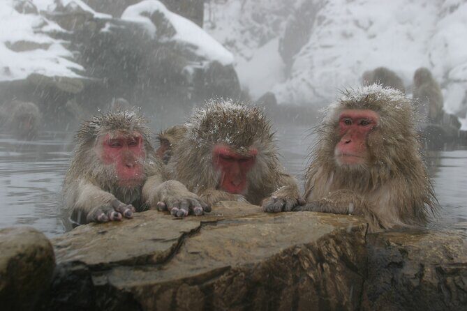 Snow Monkey Park & Miso Production Day Tour from Nagano - Tour price: is $176 worth it, and what you actually pay for?