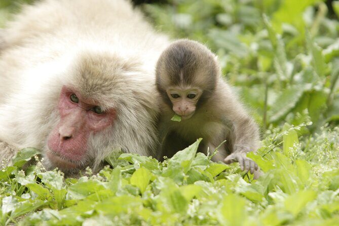 Snow Monkey Park & Miso Production Day Tour from Nagano - The guide matters: small groups and the difference a pro can make