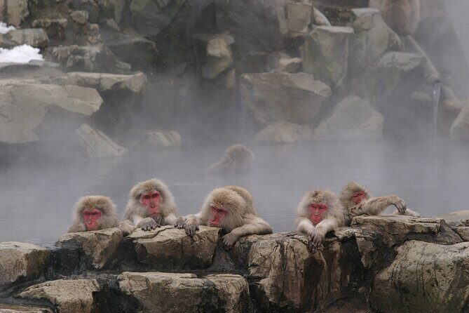 Snow Monkey Park & Miso Production Day Tour from Nagano - Timing, meeting point, and where the day ends