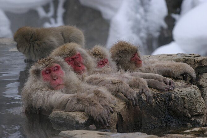 Snow Monkey Park & Miso Production Day Tour from Nagano - Stop 2: Obuse-machi stroll time—Hokusai’s twilight years and chestnut snacks