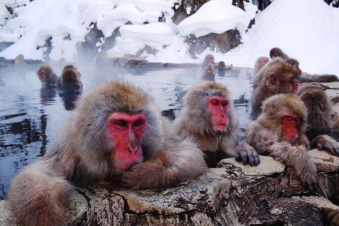 Snow Monkey Park, Soba Lunch and Shibu Onsen Tour - Why Snow Monkey Park and Shibu Onsen Work as One Tour