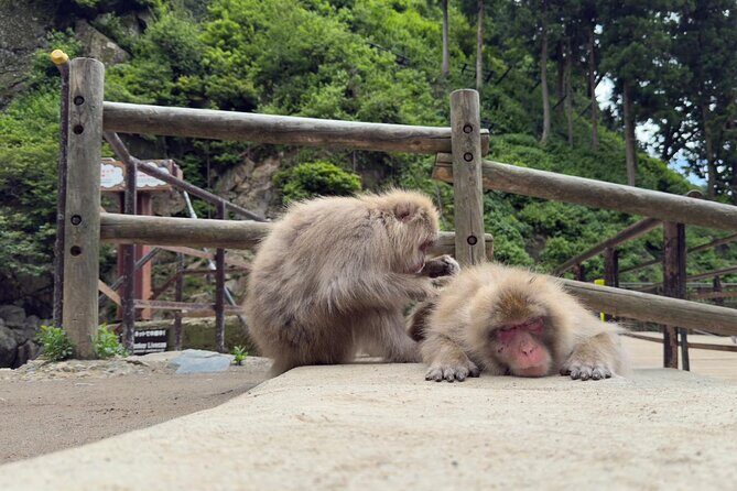 Snow Monkey Park, Soba Lunch and Shibu Onsen Tour - Getting There: The 10:00 Start, Shuttle Comfort, and Small-Group Pace