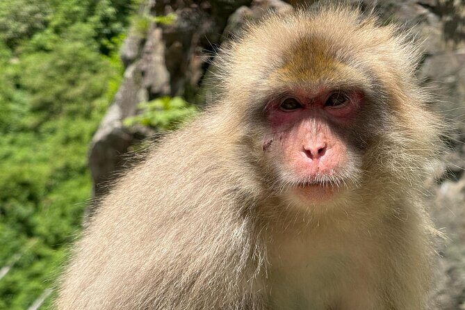 Snow Monkey Park, Soba Lunch and Shibu Onsen Tour - Who This Tour Fits Best (and Who Might Want a Different Plan)