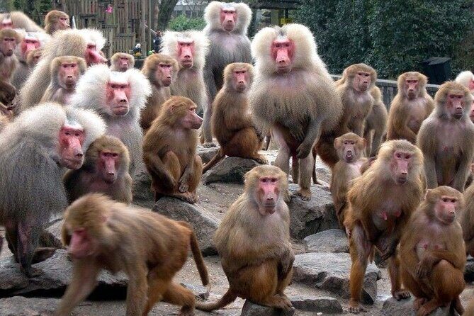 Snow Monkey Park & Zenkoji Temple Nagano Pvt. Full Day Tour. - Tokyo pick-up, private car comfort, and how the day actually runs