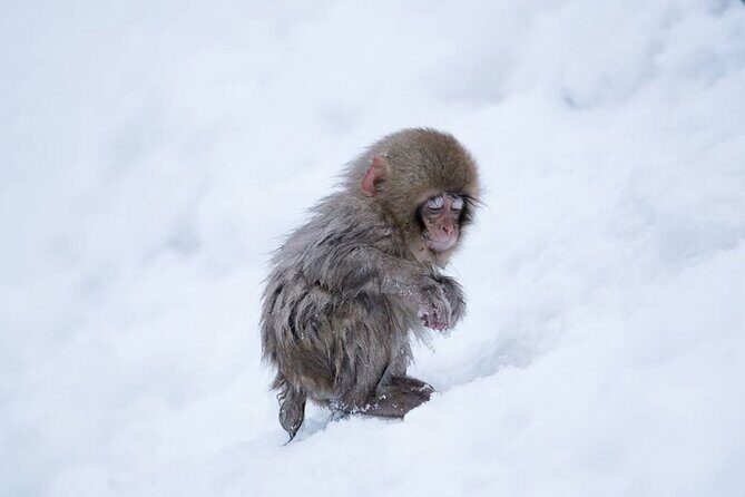 Snow Monkey Park & Zenkoji Temple Nagano Pvt. Full Day Tour. - Enza Cafe and Ramen Enza: where you warm up without derailing the day