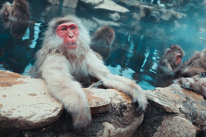 Snow Monkey & Shibu Onsen Afternoon Tour (Depart: Iiyama & Nozwa) - Priority entry at Jigokudani: why it’s worth paying