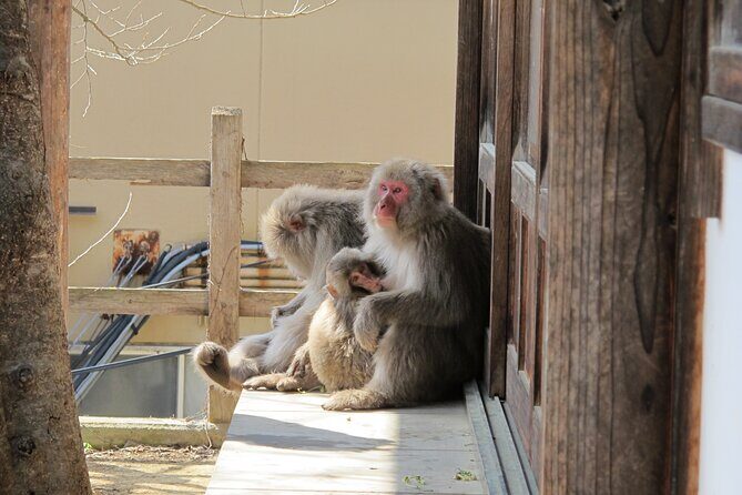 Snow Monkey & Shibu Onsen Afternoon Tour (Depart: Iiyama & Nozwa) - Tamamura Honten sake brewery stop: art, tradition, and seasonal choices