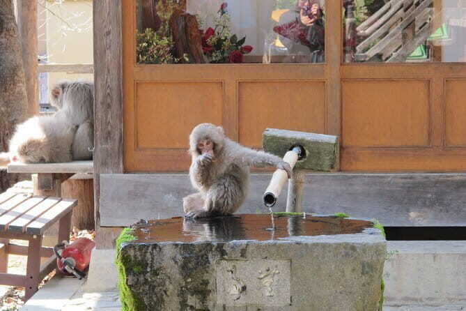 Snow Monkey & Shibu Onsen Private Tour (Nagano, Nozawa, Myoko) - Key highlights worth planning for