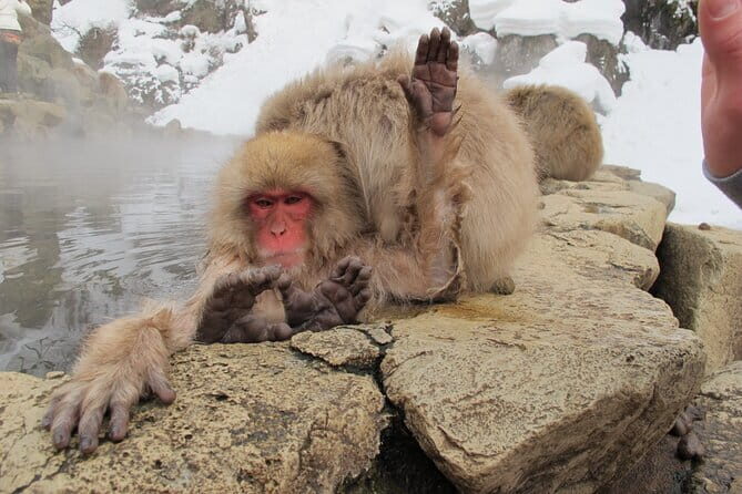 Snow Monkey & Shibu Onsen Private Tour (Nagano, Nozawa, Myoko) - A first-light Jigokudani visit that actually feels exclusive