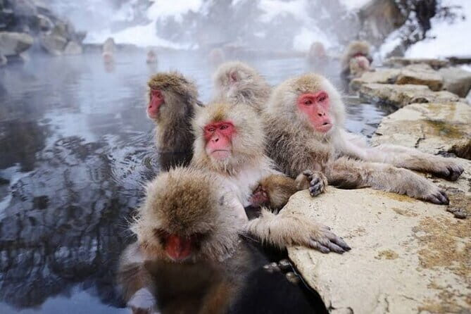 Snow Monkey & Shibu Onsen Private Tour (Nagano, Nozawa, Myoko) - Price and logistics: is $635.15 per group worth it?