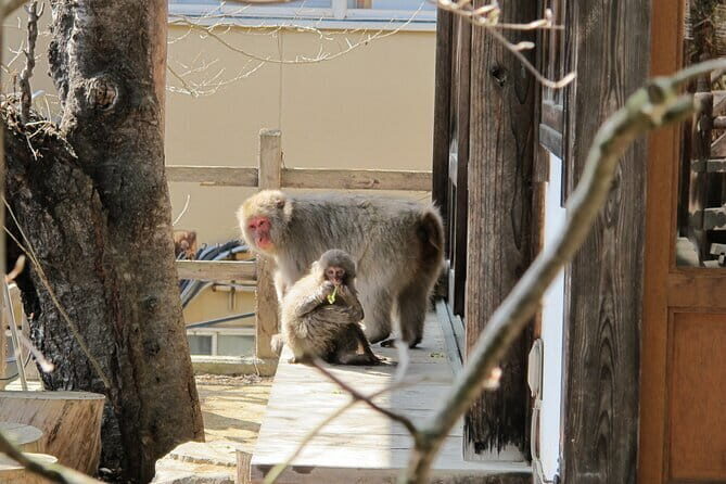 Snow Monkey & Shibu Onsen Private Tour (Nagano, Nozawa, Myoko) - Private pickup from Iiyama, Nozawa Onsen, or Myoko Kogen