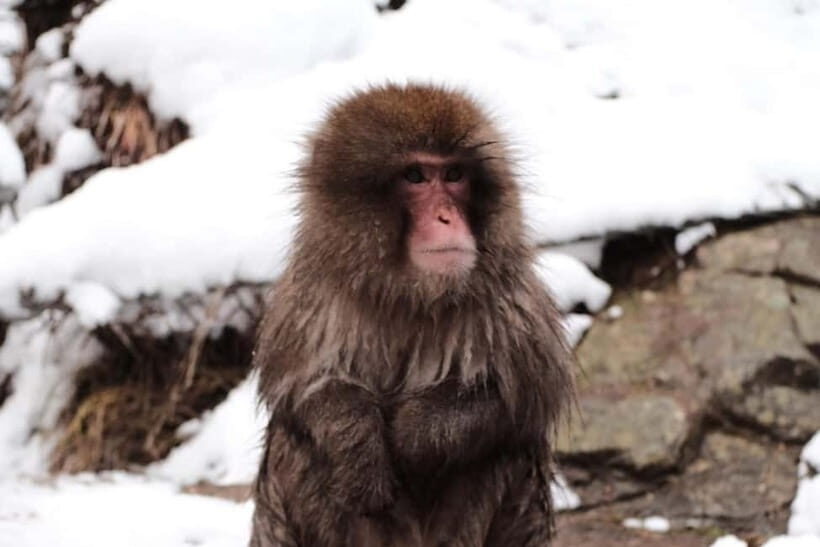 Snow Monkeys & Best of Nagano: Togakushi, Zenko-ji and more - Jigokudani Snow Monkey Park: The Walk, the Timing, and What You’re Actually Watching