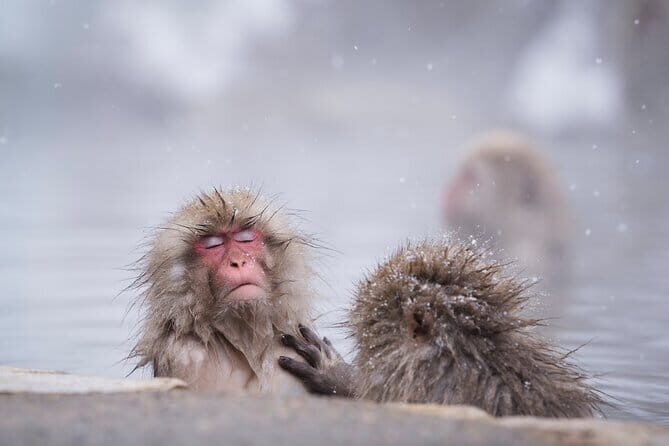 Snow Monkeys, Hokusai & Sake: A Perfect Day in Nagano - Key things you will really care about