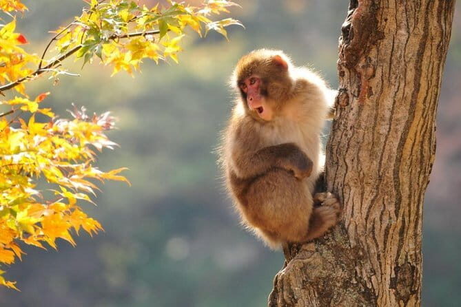 Snow Monkeys Park Tour and Ebisu-ko Fireworks Fest in Nagano - Jigokudani Snow Monkey Park: Watching Hot-Spring Monkeys Up Close