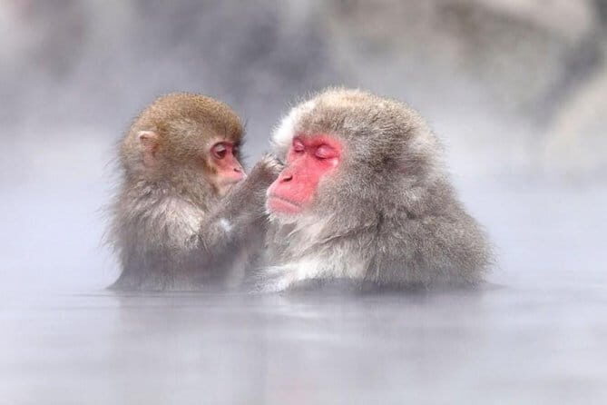 Snow Monkeys Park Tour and Ebisu-ko Fireworks Fest in Nagano - Timing, Transport, and Staying Sane Between Monkey Park and the Show