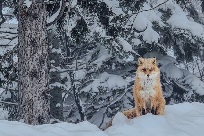 Snowshoe Adventures and Onsen Bliss Winter Escape in Furano - Daisetsuzan snowfall you won’t get near town