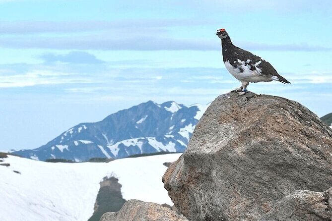 (Spring Only) 1-Day Snow Walls of Tateyama-Kurobe Alpine Route Tour - Why the Tateyama-Kurobe Alpine Route Is a Spring-Only Bucket List