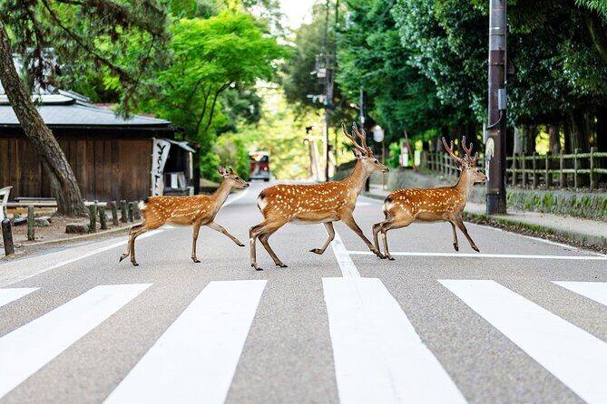 Super Express Nara & Kyoto Private 1-Day Tour from Tokyo - Key things that make this tour worth your morning