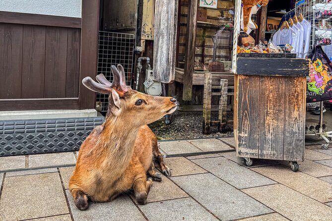Super Express Nara & Kyoto Private 1-Day Tour from Tokyo - Nara Park with deer: what the short walk really gives you