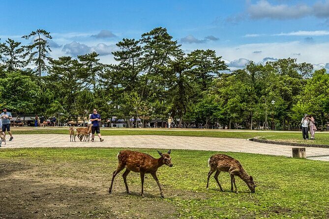 Super Express Nara & Kyoto Private 1-Day Tour from Tokyo - Kyoto return: a second limited express and panoramic views