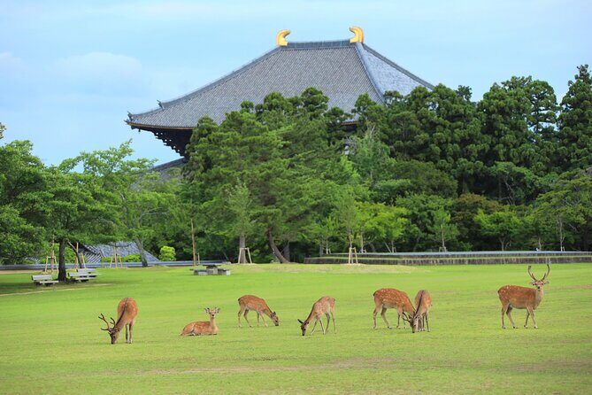 Super Express Nara & Kyoto Private 1-Day Tour from Tokyo - Hotel pickup and the morning reality: 6:30am is early