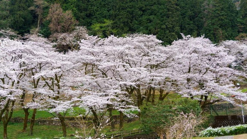 Timeless Takayama: Private Walk Through History & Beauty - Hida Gokoku Shrine: a quiet breath of sacred space