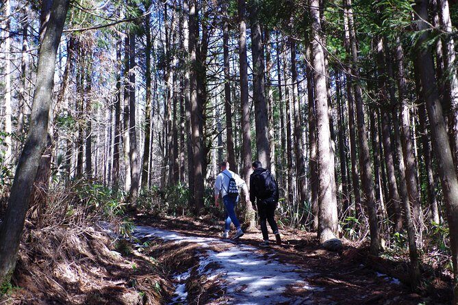 Togakushi: A Serene Walk Through Sacred Forests & Soba Traditions - The Okusha area and the Zuishinmon: your main cedar walk