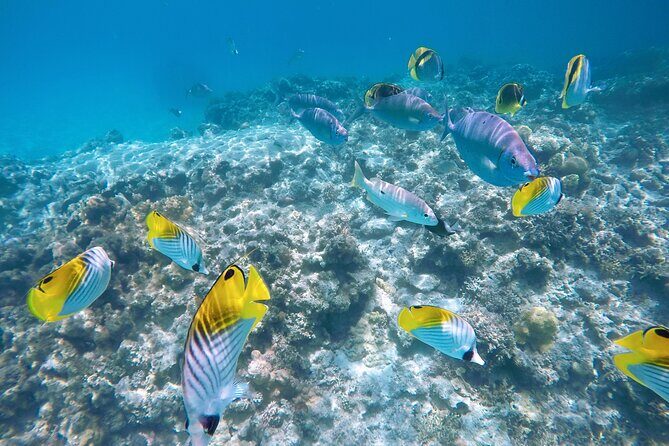 Tokashiki Island Day Trip from Naha - Value Check: Is $62.35 a Good Deal for This Day Trip?