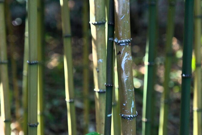 Tokyo Castle, Imperial Palace, Shogun & Garden Walking Tour - Ninomaru Garden: calm scenery plus meaningful details