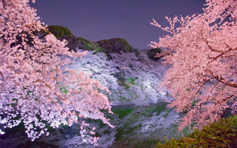 Tokyo Cherry Blossom Express Tour with Boat Ride - Key things to know before you go