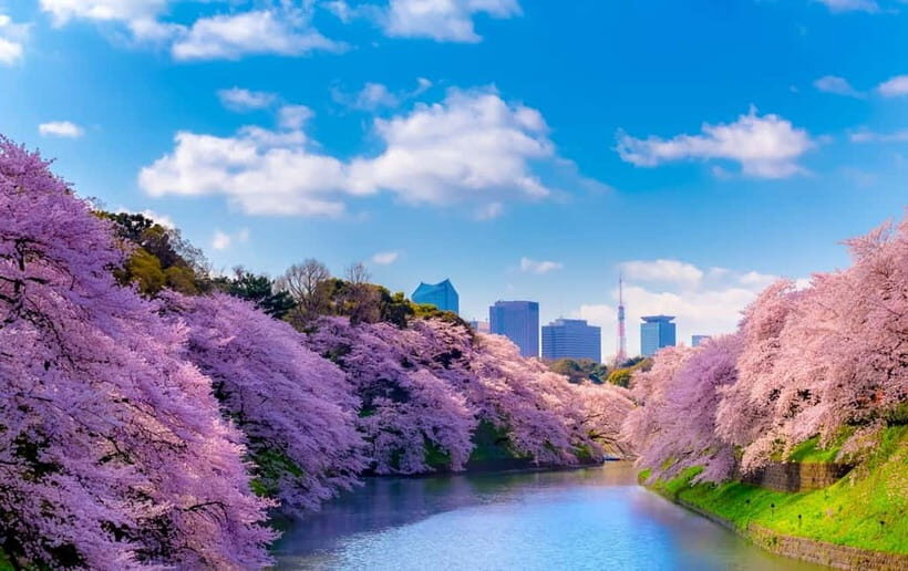 Tokyo Cherry Blossom Express Tour with Boat Ride - Koishikawa Korakuen Garden: when blossoms slow your steps