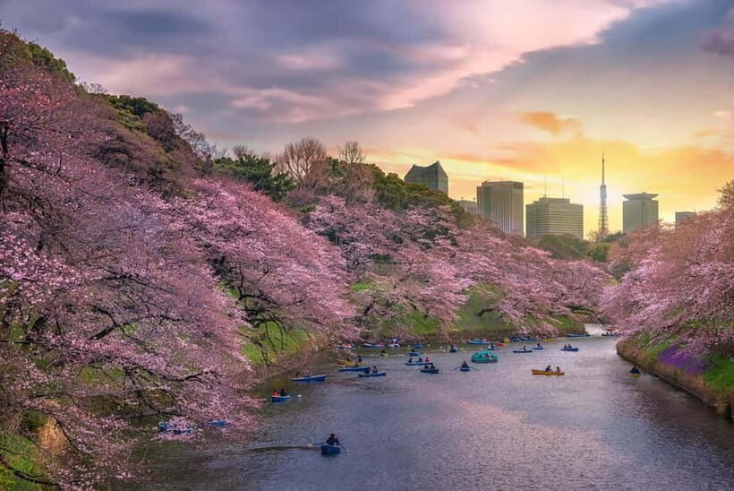 Tokyo Cherry Blossom Express Tour with Boat Ride - Chidorigafuchi Moat: a 700-meter walk made for photos