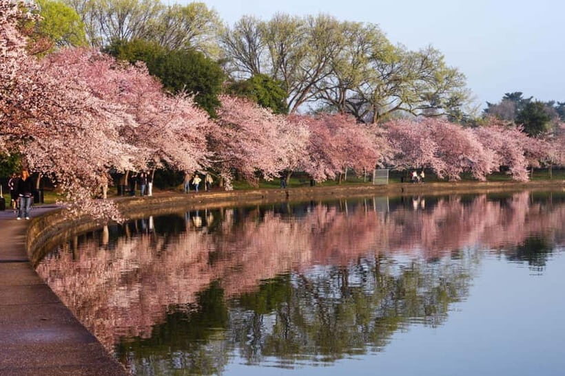 Tokyo Cherry Blossom Express Tour with Boat Ride - Meeting at Koishikawa: easy start, historic setting