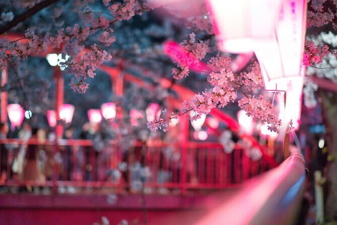 Tokyo Cherry Blossom Half Day Walking Tour with a Local Guide - Key highlights to expect