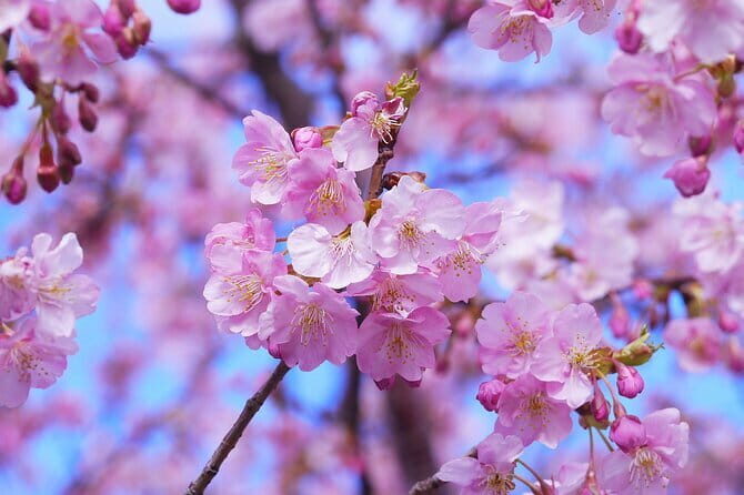 Tokyo Cherry Blossom Half Day Walking Tour with a Local Guide - A 4-hour sakura route that respects your time