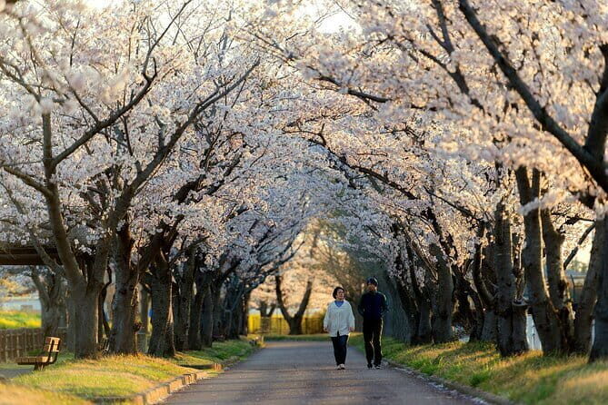 Tokyo Cherry Blossom Half Day Walking Tour with a Local Guide - Shinjuku Gyoen National Garden: three gardens, one sakura mission