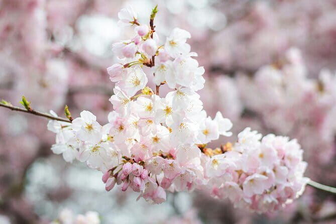 Tokyo Cherry Blossom Matcha Experience in Yoyogi Park (Shibuya) - Certified Matcha Hospitality: How the Host Guides You Without Making It Rigid