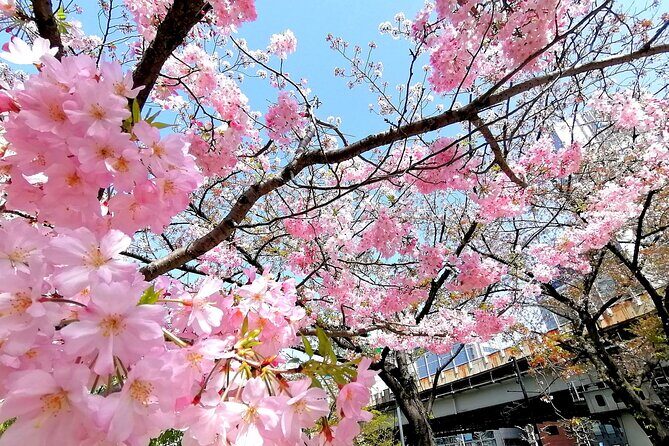 Tokyo Cherry Blossoms blooming spots E-bike Tour, 3hrs - E-bike basics: quick lessons and real control