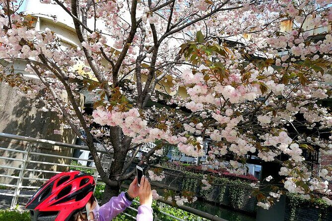 Tokyo Cherry Blossoms blooming spots E-bike Tour, 3hrs - The route in plain language: Chidorigafuchi to Kensei Kinenkan