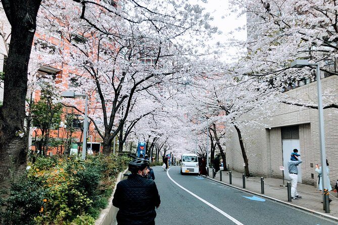 Tokyo Cherry Blossoms blooming spots E-bike Tour, 3hrs - Weather and bloom timing: the one variable you can’t control