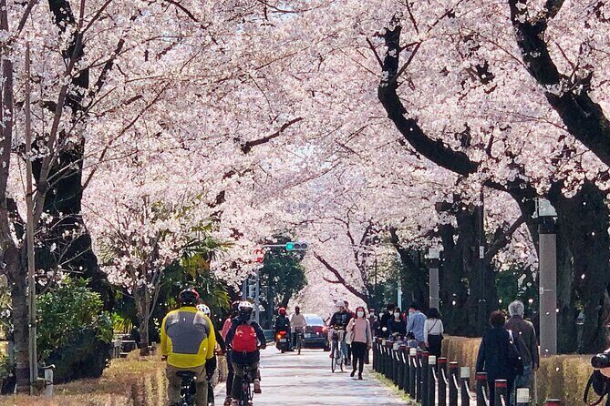 Tokyo Cherry Blossoms blooming spots E-bike Tour, 3hrs - Who this tour fits best (and who it doesn’t)
