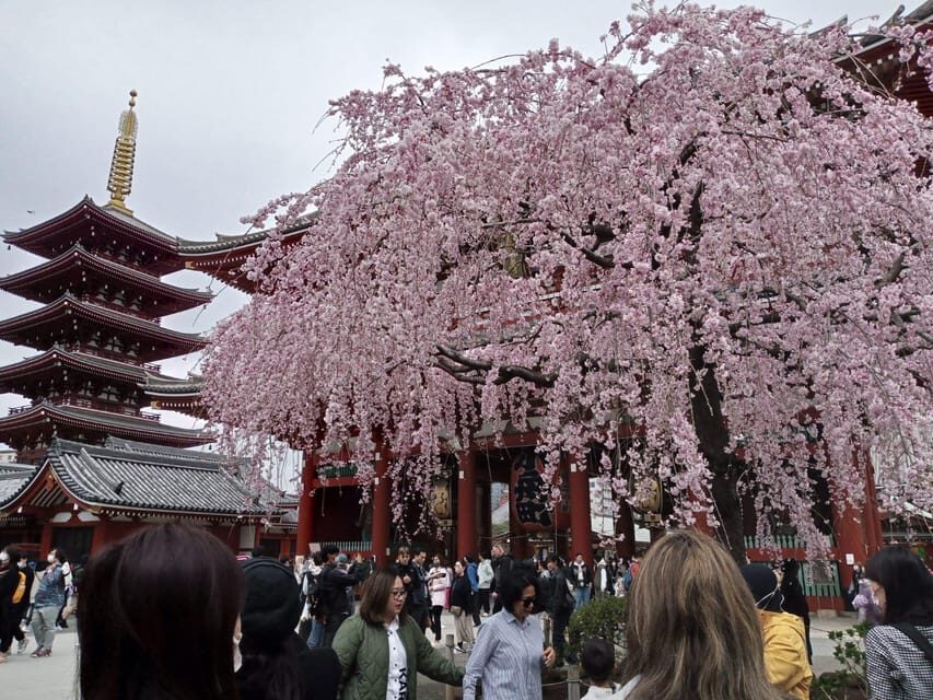 Tokyo: Full-day Immersive Private Tour by Premium Car - Premium Car Day: How This Tour Works in Real Life