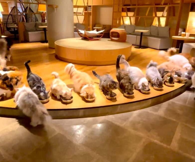 Tokyo: Gotokuji Cat Temple, Shinjuku Cat Cafe & 3D Cat Tour - The simple premise: a cat-lover route that actually fits Tokyo time