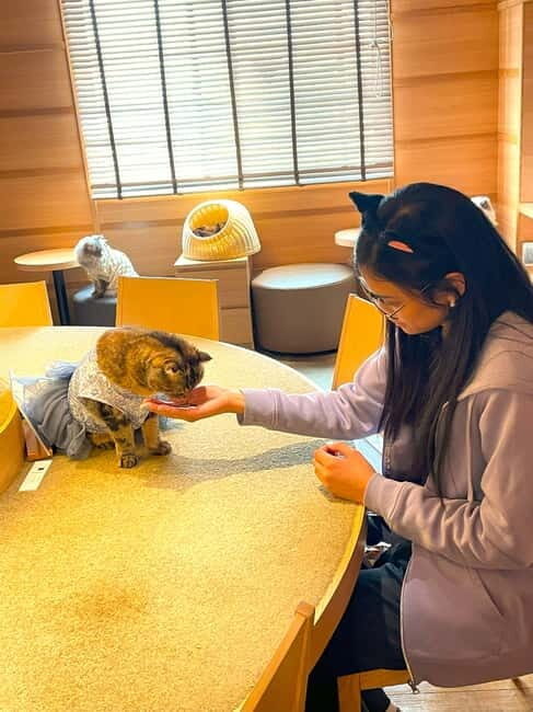 Tokyo: Gotokuji Cat Temple, Shinjuku Cat Cafe & 3D Cat Tour - Cat Café Mocha Lounge: where the schedule slows down