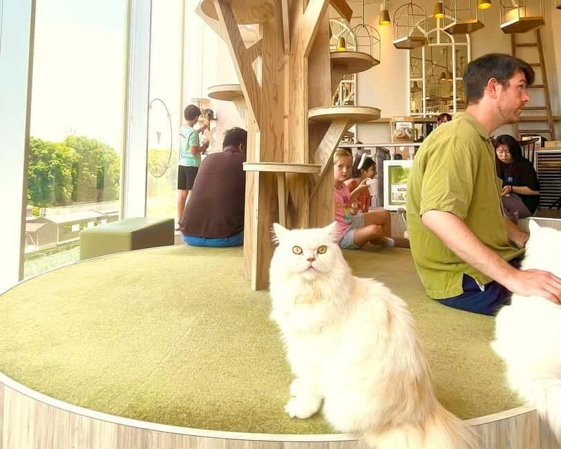 Tokyo: Gotokuji Lucky Cat Temple & Harajuku Cat Cafe Tour - Key things to know before you go