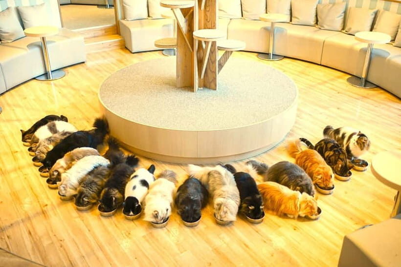 Tokyo: Gotokuji Lucky Cat Temple & Harajuku Cat Cafe Tour - Gotokuji Lucky Cat Temple: why the thousand cats are more than a photo op