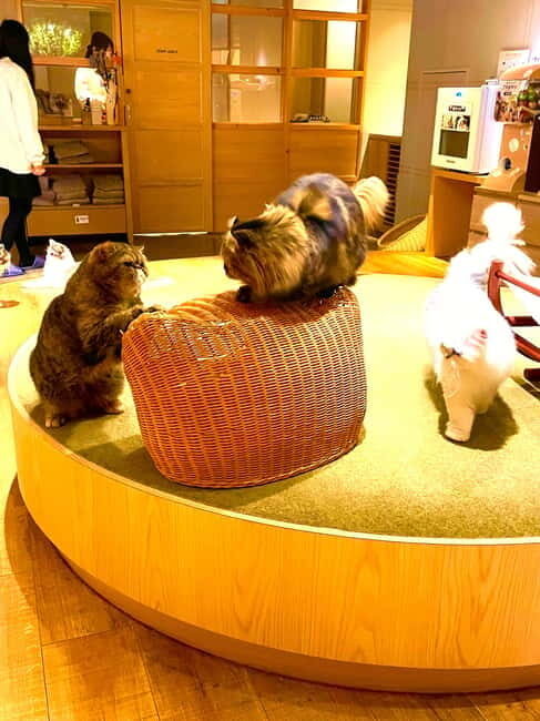 Tokyo: Gotokuji Lucky Cat Temple & Harajuku Cat Cafe Tour - After the main sights: get your return plan and enjoy extra time