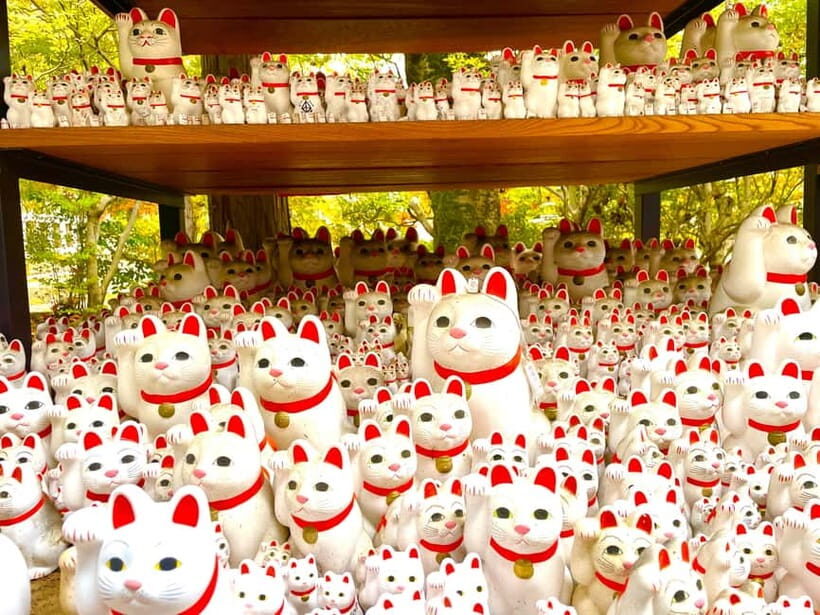Tokyo: Gotokuji Lucky Cat Temple & Harajuku Cat Cafe Tour - Should you book Tokyo Meows Gotokuji and Harajuku Cat Tour?