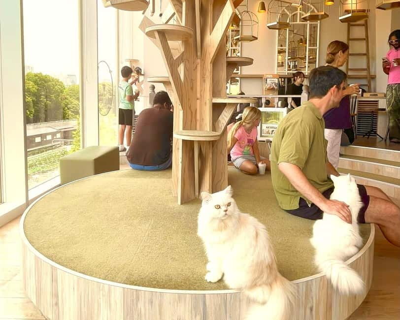Tokyo: Gotokuji Lucky Cat Temple & Harajuku Cat Cafe Tour - Starting at 猫カフェ MOCHA(モカ)原宿店: your calm cat-café reset